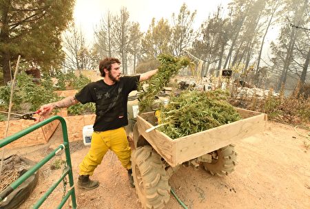 一处加州大麻种植园的工人在收获。（JOSH EDELSON/AFP/Getty Images）